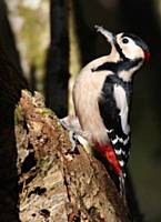Greater Spotted Woodpecker 